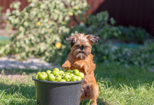 A small, shaggy red-haired dog stands near a bucket of apples on a garden plot