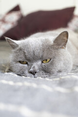 Grey British Shorthair domestic male cat with yellow eyes laying on a bed