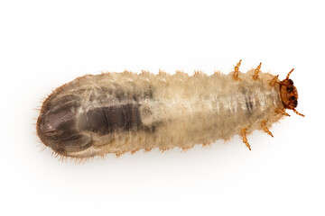 Larva of a may beetle isolated on a white background. Larva of cockchafer