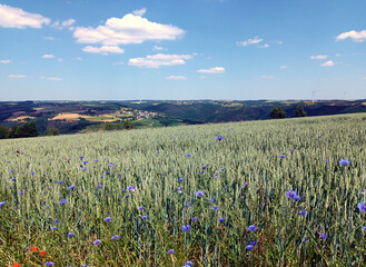 Feld mit Blumen im Sommer mit zwei Bäumen, Hügeln und blauem Himmel mit weißen Wolken im Hintergrund im Juni im Norden von Luxemburg bei Bourscheid. Blick vom Wanderweg Escapardenne Lee Trail. 