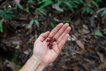 Close-up of hand of an unrecognizable white European tourist woman visiting the Amazon rainforest in Ecuador holding small red flowers or seeds on her hand. Adventurous holidays. Primary forest.