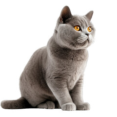 British shorthair isolated on transparent background.