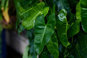 Fototapeta na wymiar Full frame shot of Philodendron leaves 