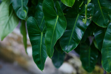 Full frame shot of  Philodendron leaves 