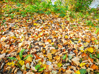 Fallen foliage in the autumn forest