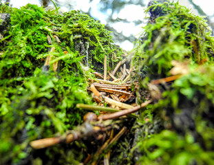 Fallen needles in the forest on moss