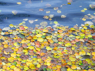 Fallen foliage on a forest lake