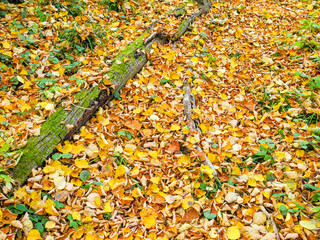 Fallen foliage in the autumn forest