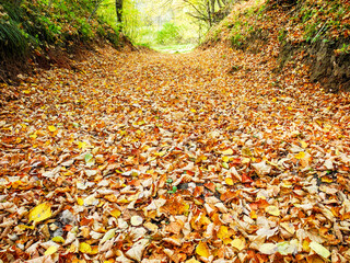 Fallen foliage in the autumn forest