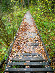 Bridge in the forest across the ravine