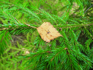 Dry leaf fell on a branch of spruce in autumn