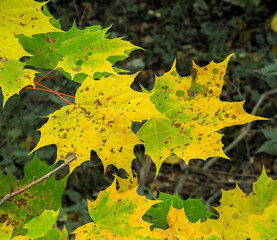 Maple tree in autumn in the forest