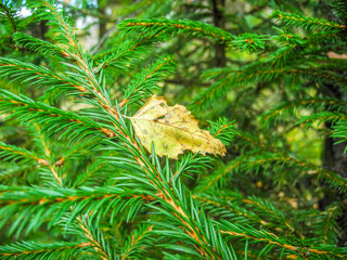 Dry leaf fell on a branch of spruce in autumn