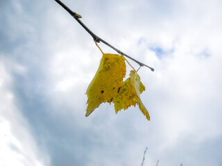 Yellow autumn leaves against the sky