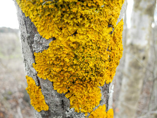 Tree trunk damaged by fungus