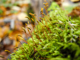 Spring moss blooming in forest