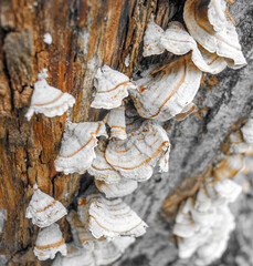Mushrooms on an old tree