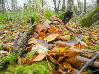 Fallen foliage in the autumn forest