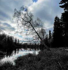 Birch on the shore of a forest lake