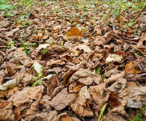 Fallen foliage in the autumn forest