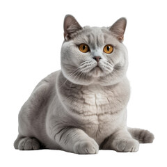 British shorthair isolated on transparent background.