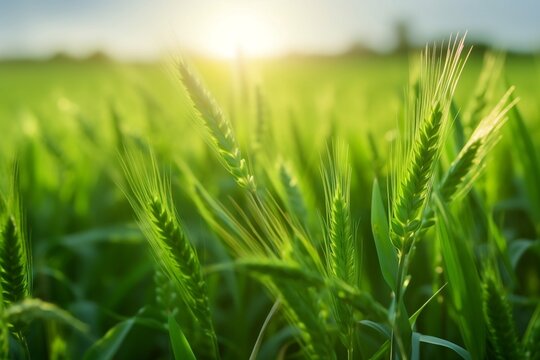 Fresh Green Wheat Field Close-Up in Spring/Summer Nature Image. AI