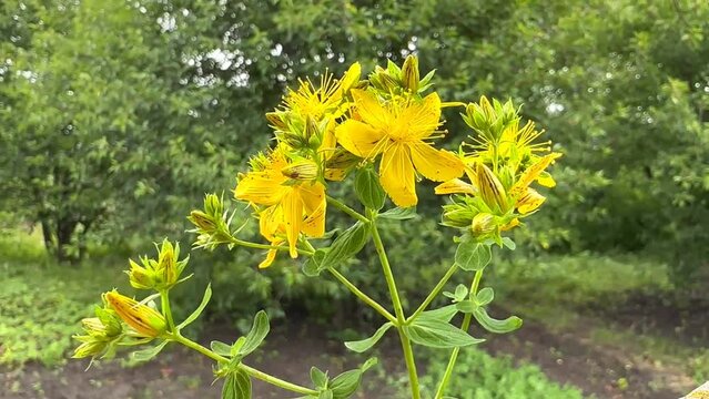 yellow hypericum in the wind close up