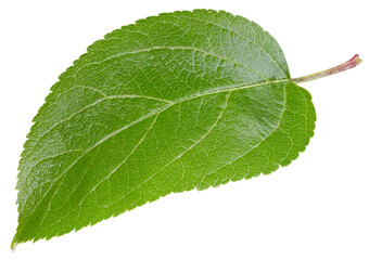 Apple leaves isolated on white