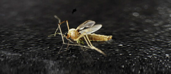 Mosquito on the water with surface tension