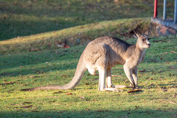 Male Eastern Grey Kangaroo