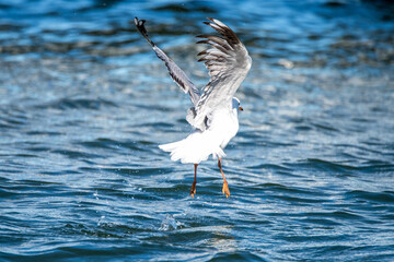 Sometimes you just have to wing it! - a seagull taking a dip in the water