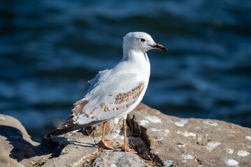 A juvenile seagull at the waterfront