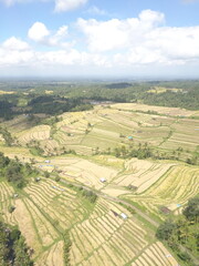 Fototapeta premium Jatiluwih rice fields, Bali, Indonesia. Aerial view.