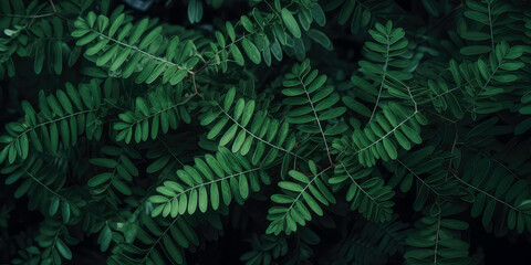 Naklejka na ściany i meble Closeup of branches evergreen trees leaf. Macro Shoot. Dark green branches.Nature forest background. wallpaper. leaf texture.Generative ai