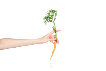 Carrot vegetable with leaves in hand isolated on white background