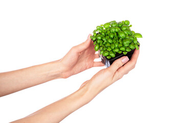 Naklejka na ściany i meble Basil herb seedling. Woman holding pot with green basil isolated on white background.