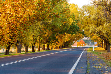 A country road running between an avenue of large trees covered in golden autumn leaves