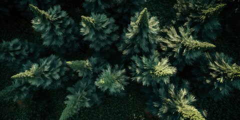 Fototapeta na wymiar An aerial image of coniferous forest .top down view of evergreen trees, fir, pine. Nature woods background. Foliage wallpaper. Generative AI