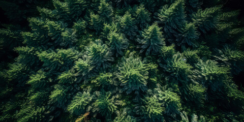 An aerial image of coniferous forest .top down view of evergreen trees, fir, pine. Nature woods background. Foliage wallpaper. Generative AI