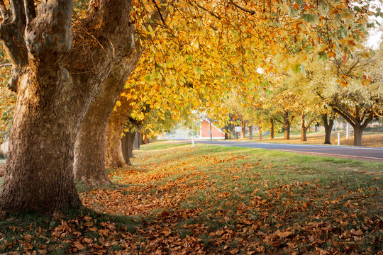 Low angled view under a row of large trees with golden leaves covering the ground