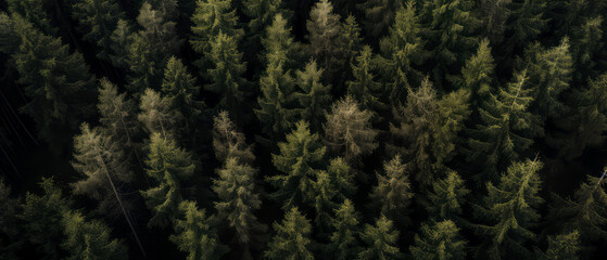 An aerial image of coniferous forest .top down view of evergreen trees, fir, pine. Nature woods background. Foliage wallpaper. Generative AI