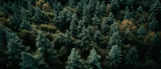 Obraz na płótnie Canvas An aerial image of coniferous forest .top down view of evergreen trees, fir, pine. Nature woods background. Foliage wallpaper. Generative AI