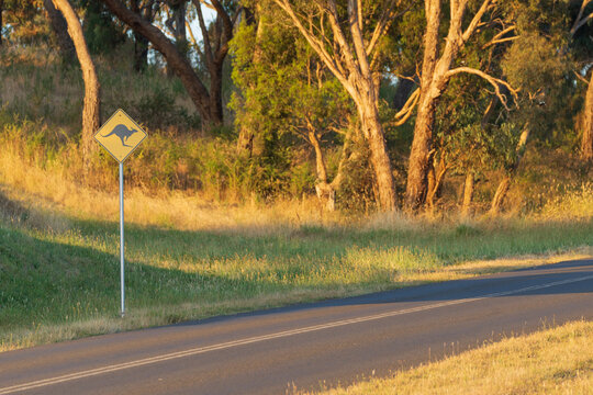 Gum trees and a "Kangaroo" sign on the side of a rural road in late afternoon sunshine