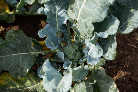 broccoli growing on a farm