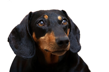Dachshund dog on a white close-up