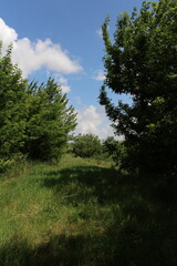 A grassy area with trees and blue sky