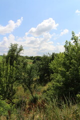 Obraz premium A group of trees in a forest