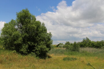A group of trees in a field