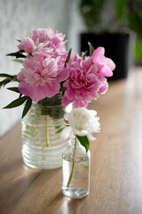 Pink delicate peony flowers on a light background