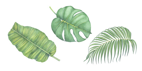 A set of watercolor illustrations of tropical leaves. Handmade work. Isolated.